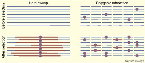 nandita soft sweep test|soft sweeps adaptation.